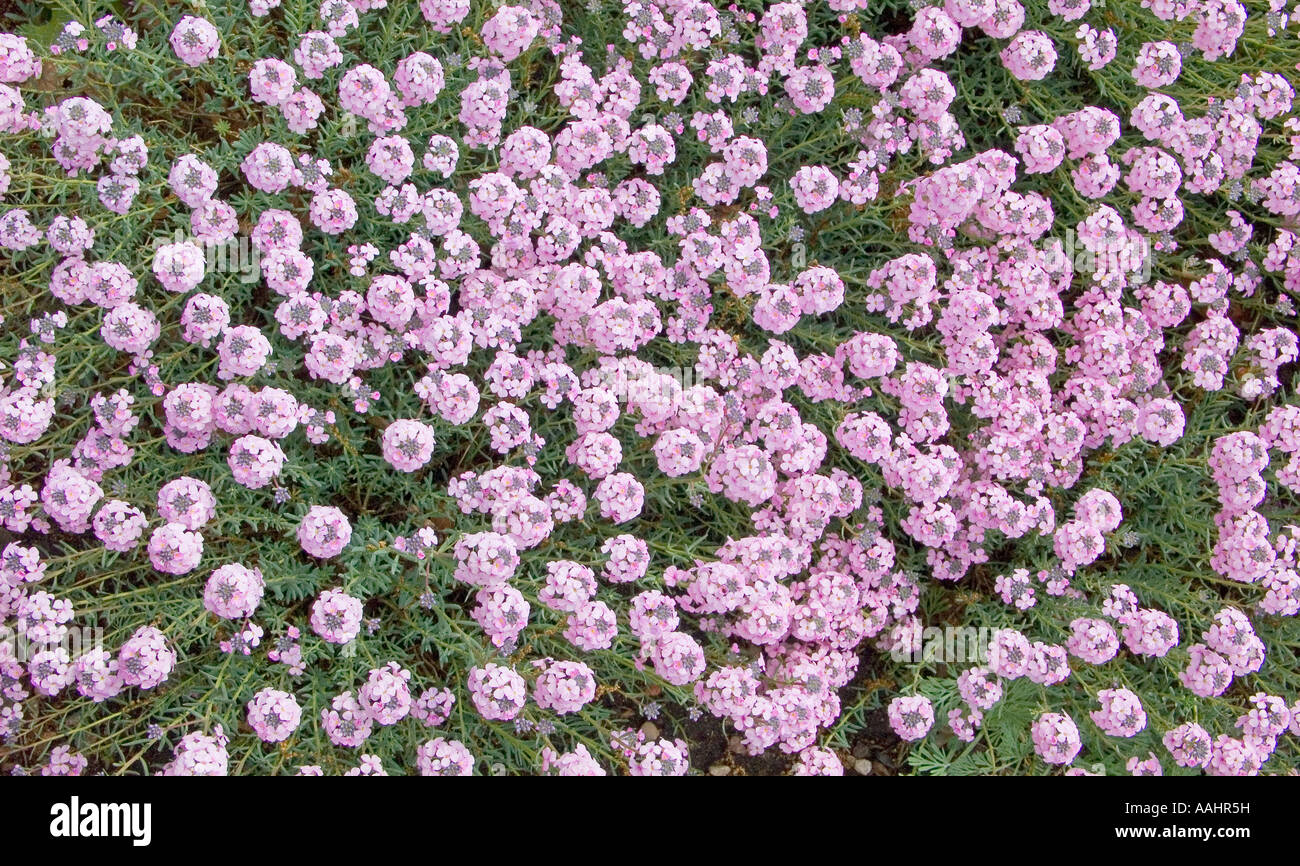 Stone cress flowers blooming Aethionema grandiflorum Stock Photo