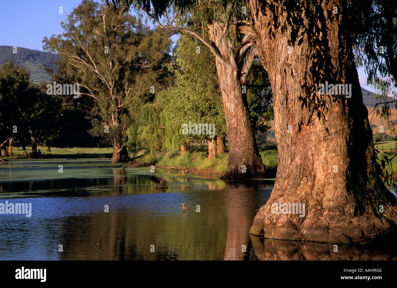 Murray River, Victoria, Australia Stock Photo Alamy