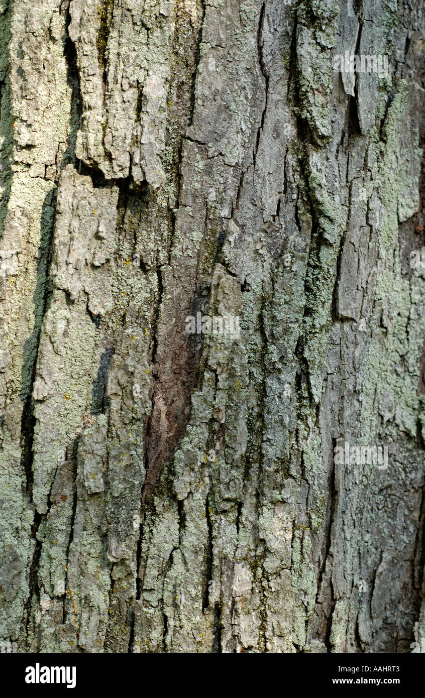 Red Maple, Acer rubrum Stock Photo