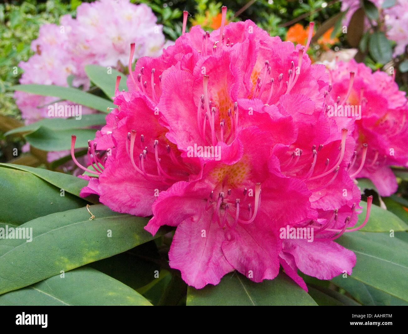 Purple rhododendron 'Germania' blooming Stock Photo