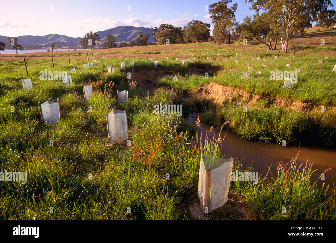 Tree planting along creek banks to prevent erosion, Victoria, Australia Stock Photo