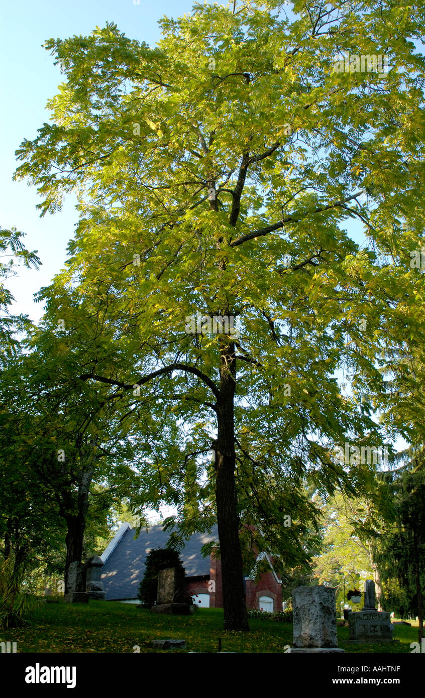 White Ash, Fraxinus americana Stock Photo Alamy