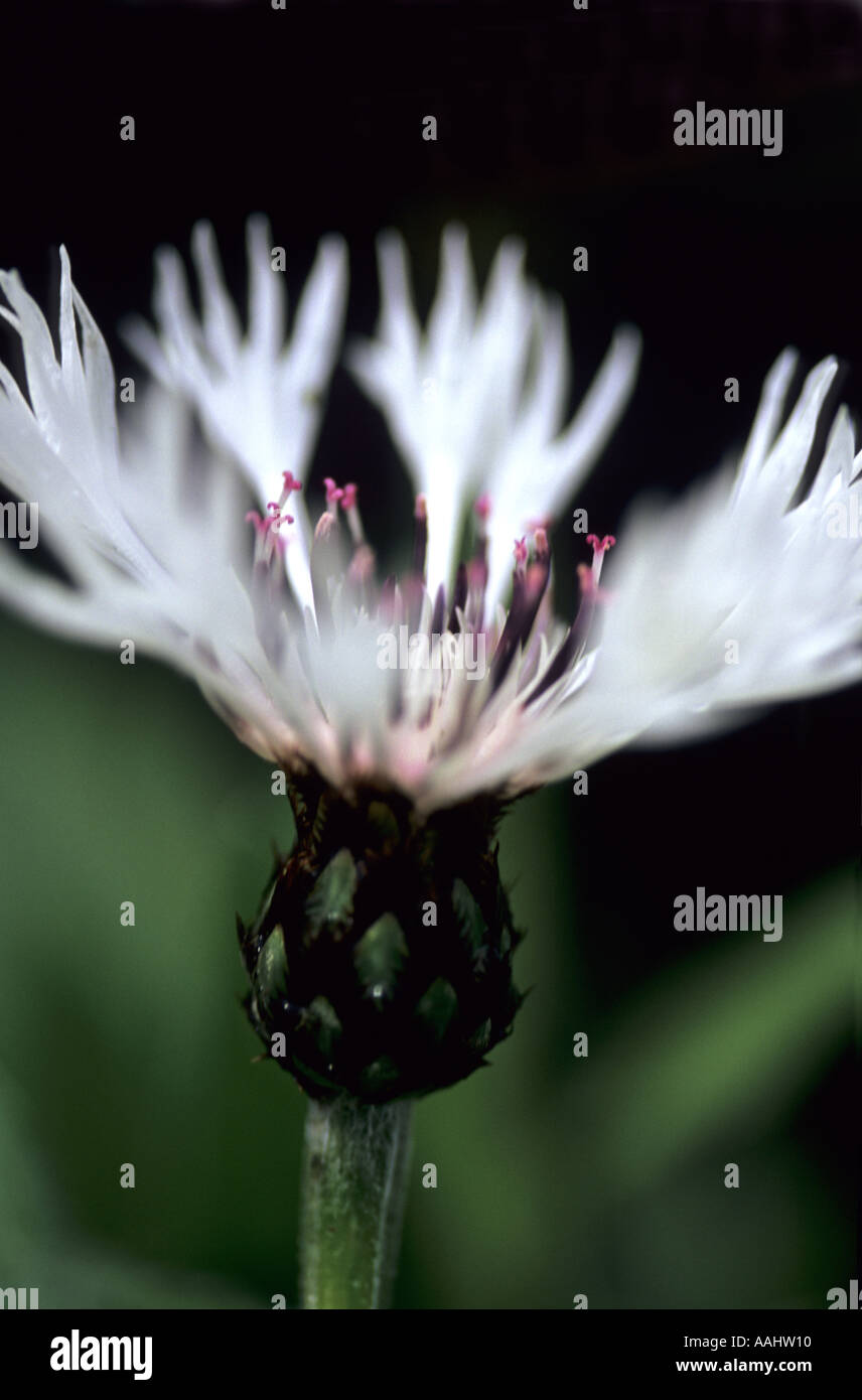 Centaurea montana alba Stock Photo