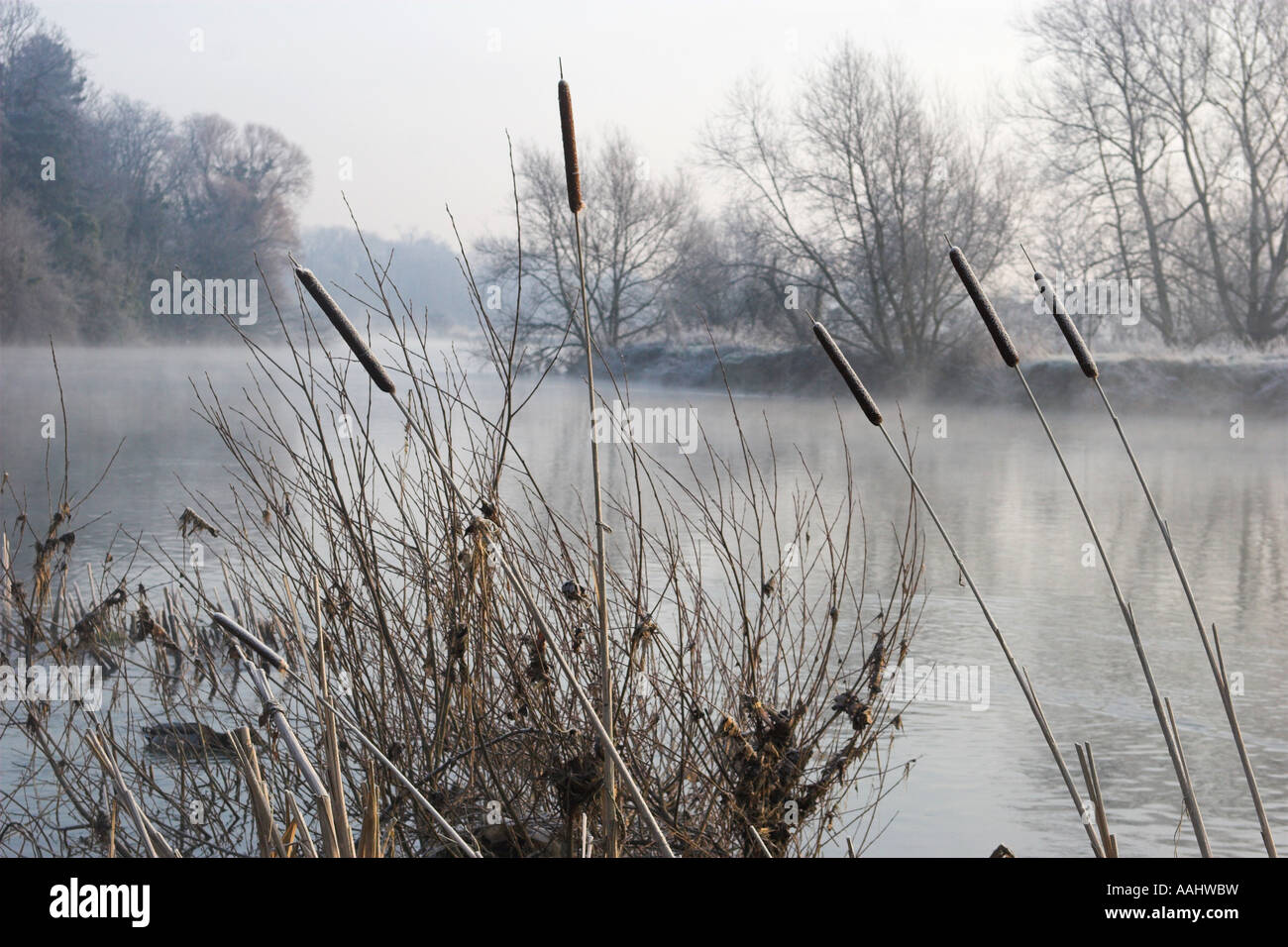 Bullrushes on the Thames at Clifton Hampden in an early misty morning in winter Stock Photo