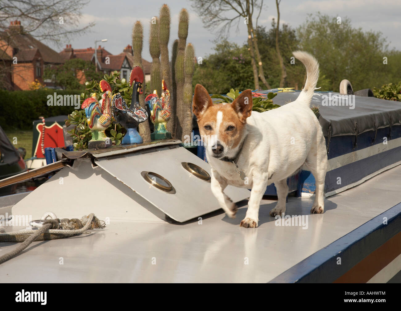 Dog on a canal barge in Willington Stock Photo