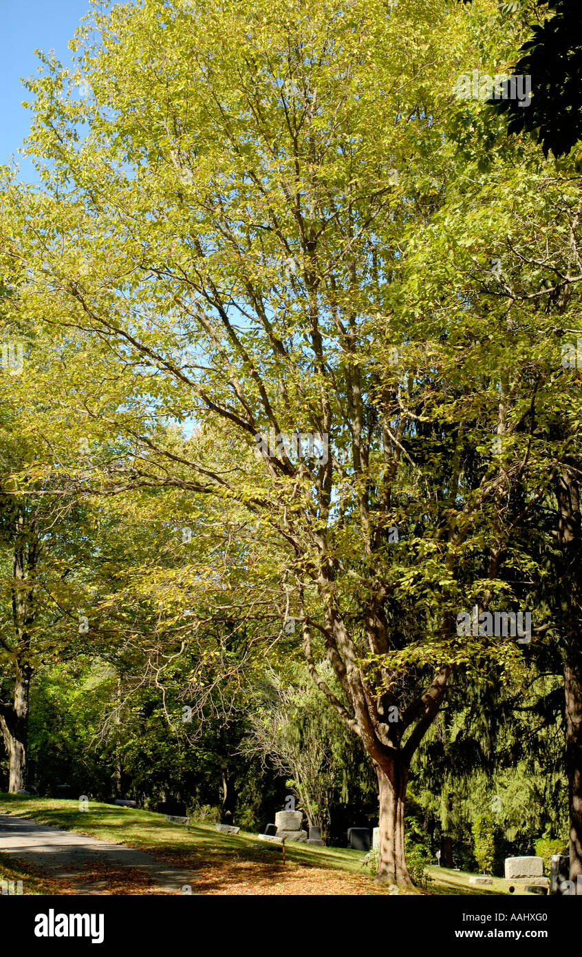 Eastern Hophornbeam or Ironwood, Ostrya virginiana Stock Photo