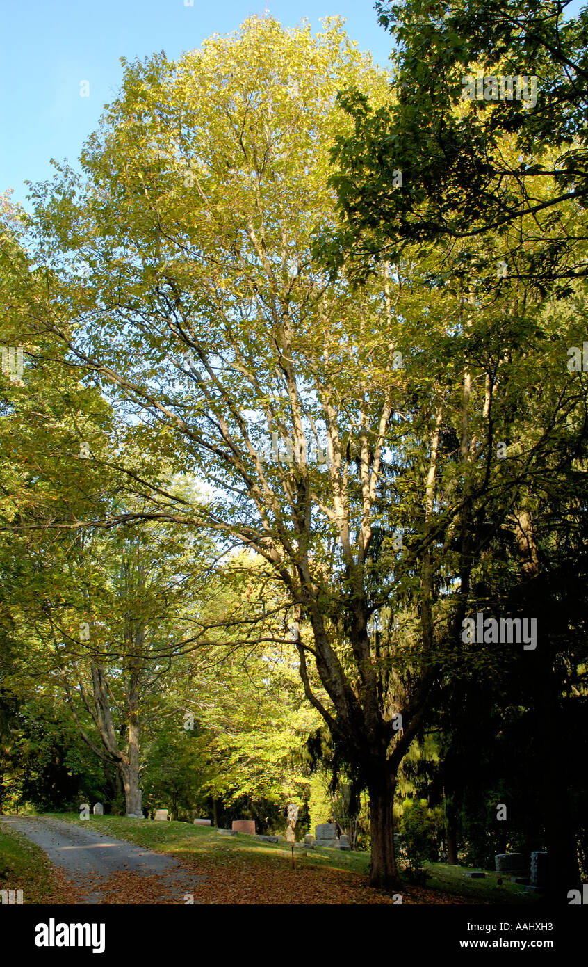 Eastern Hophornbeam or Ironwood, Ostrya virginiana Stock Photo Alamy