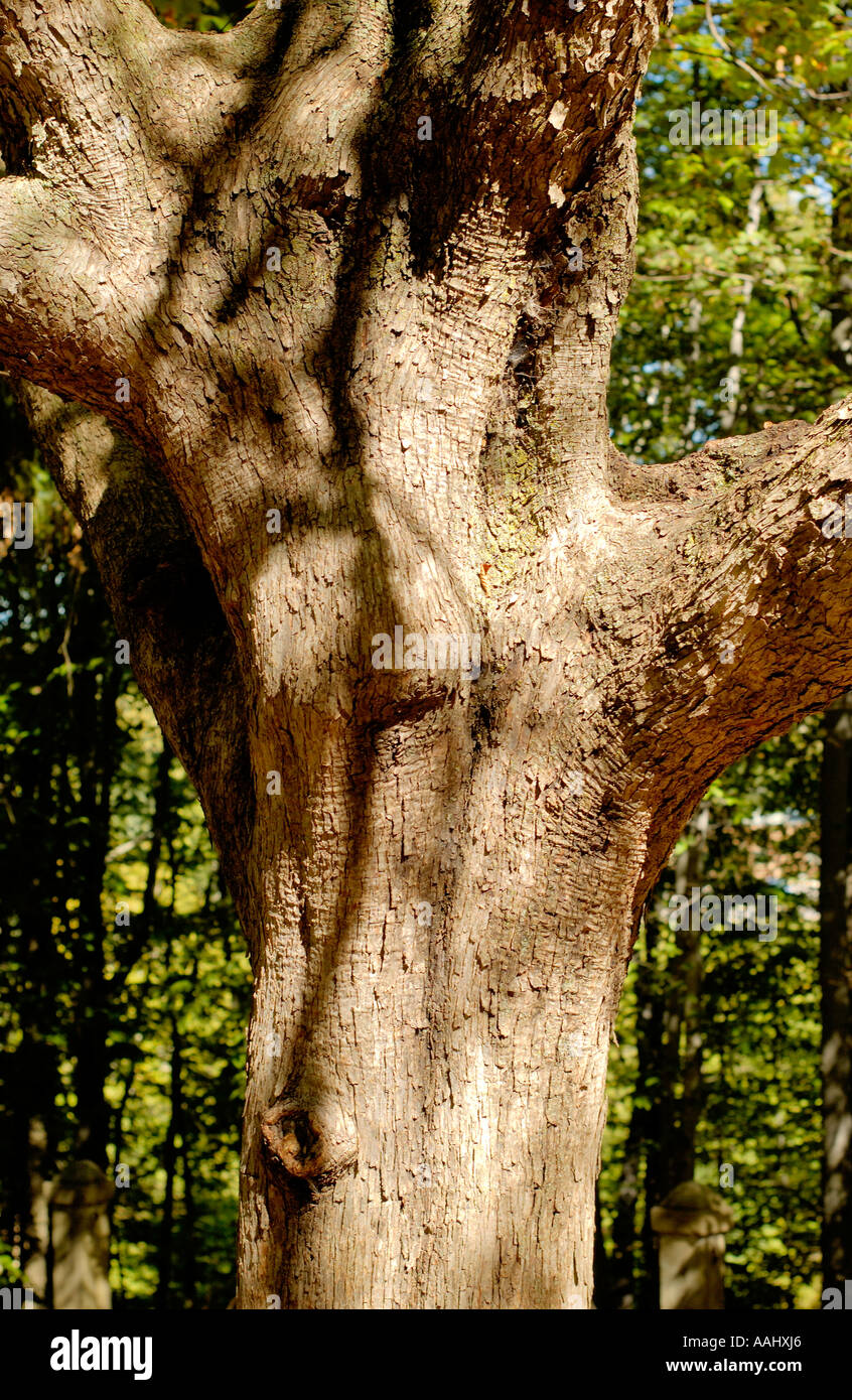 Eastern Hophornbeam or Ironwood, Ostrya virginiana Stock Photo Alamy