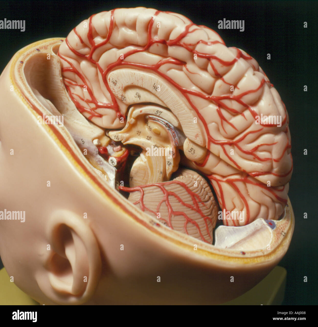 model of a human Brain. Photo by Willy Matheisl Stock Photo