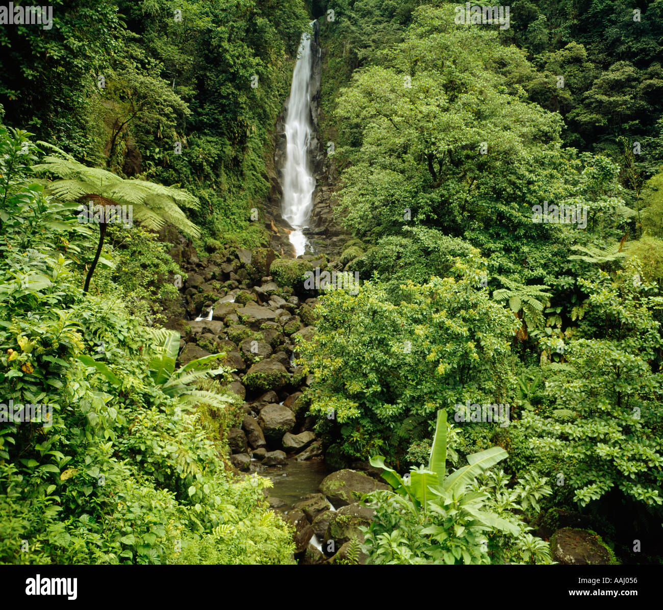 Trafalger Falls in jungle on island of Dominica in the Caribbean Stock Photo