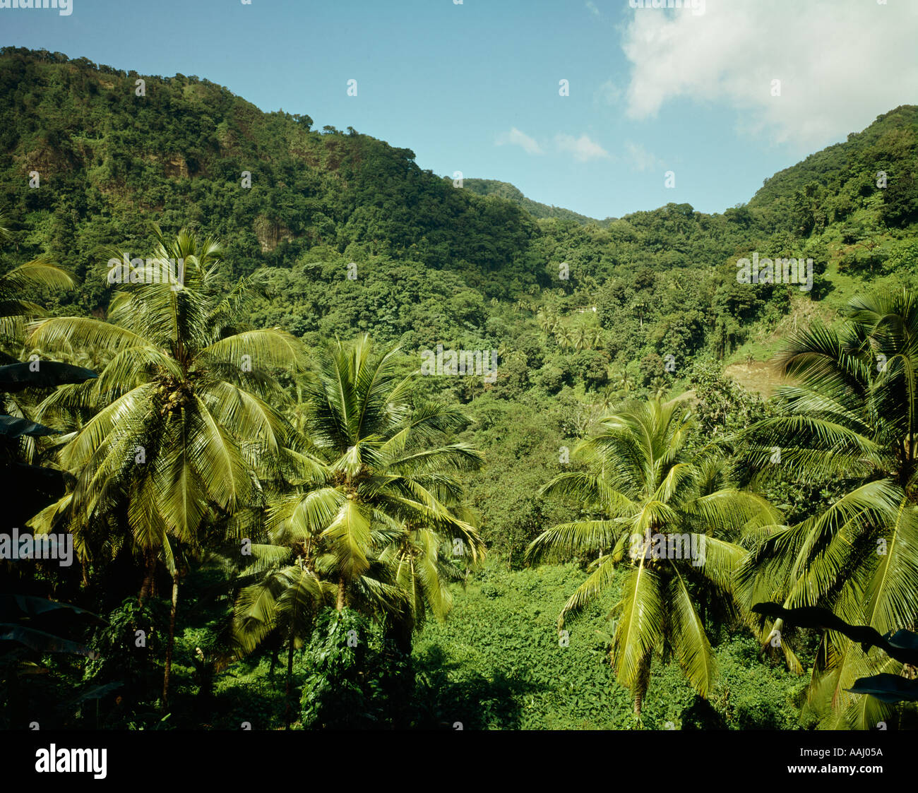 jungle on island of Dominica in the Caribbean Stock Photo