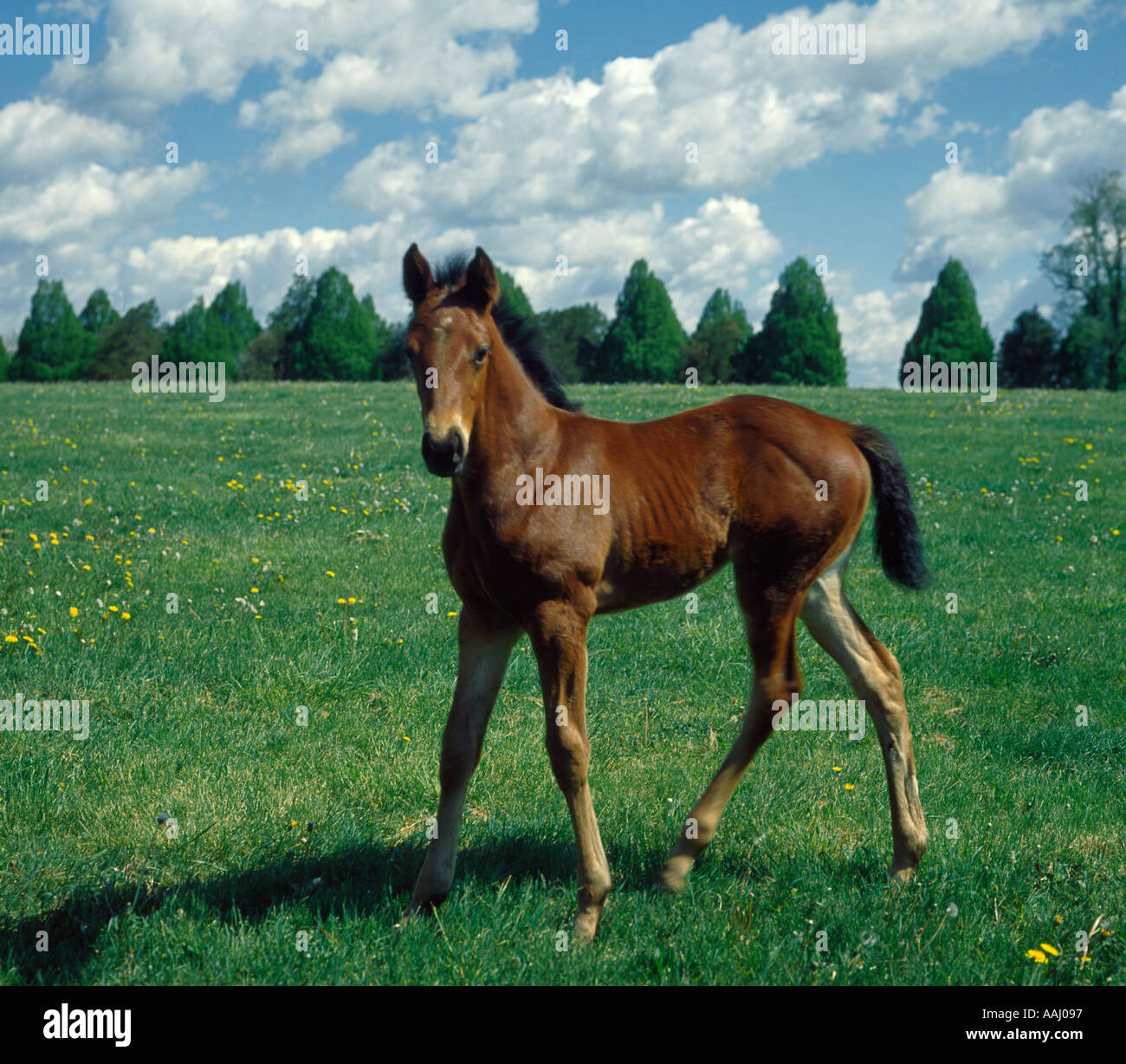 young horse colt grazing on farm near Lexington Kentucky Stock Photo