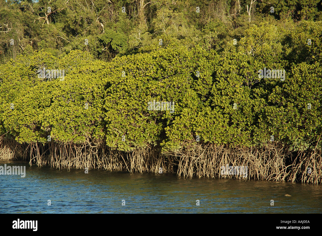 Mangrove trees and roots line a creek tropical north Queensland Australia dsc 0751 Stock Photo