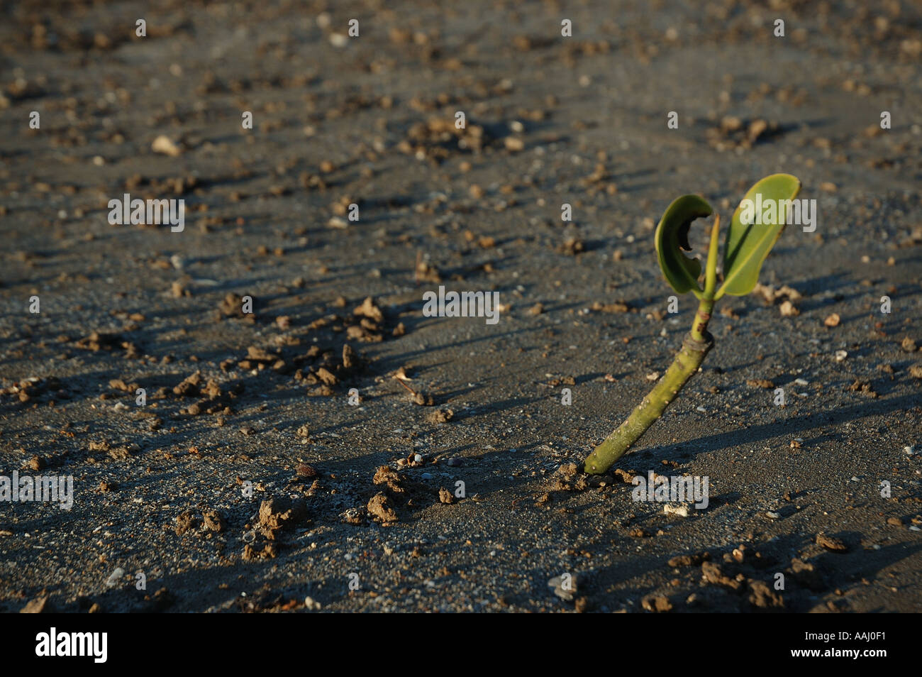 Mangrove seed seedling stuck in mud shooting stabilizing dsc 0756 Stock