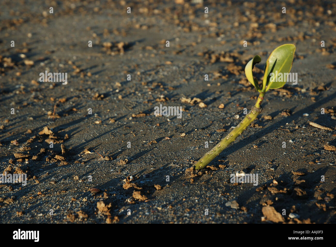Mangrove seed seedling stuck in mud shooting stabilizing dsc 0757 Stock