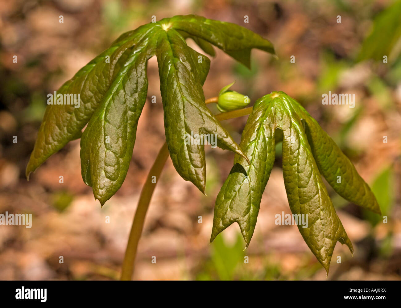 A May Apple plant unfolds its leaves in early spring Stock Photo