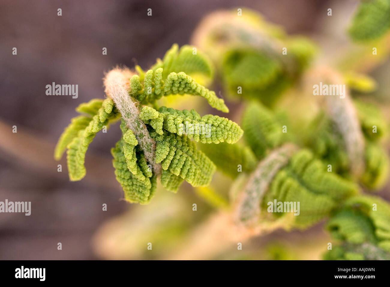 Wood ferns hi-res stock photography and images - Alamy