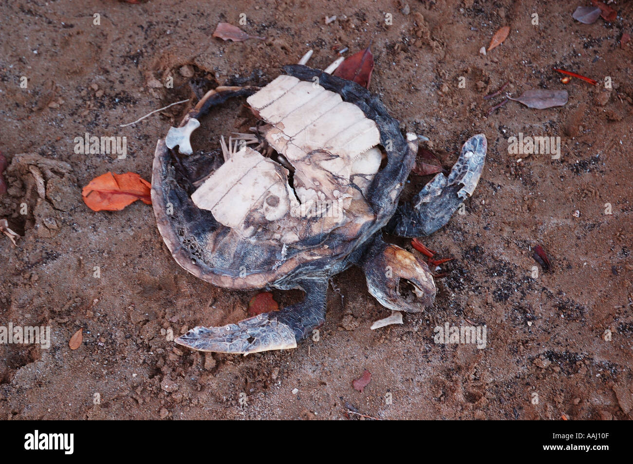 Dead turtle on beach tropical north Queensland Australia DSC 0778 Stock Photo
