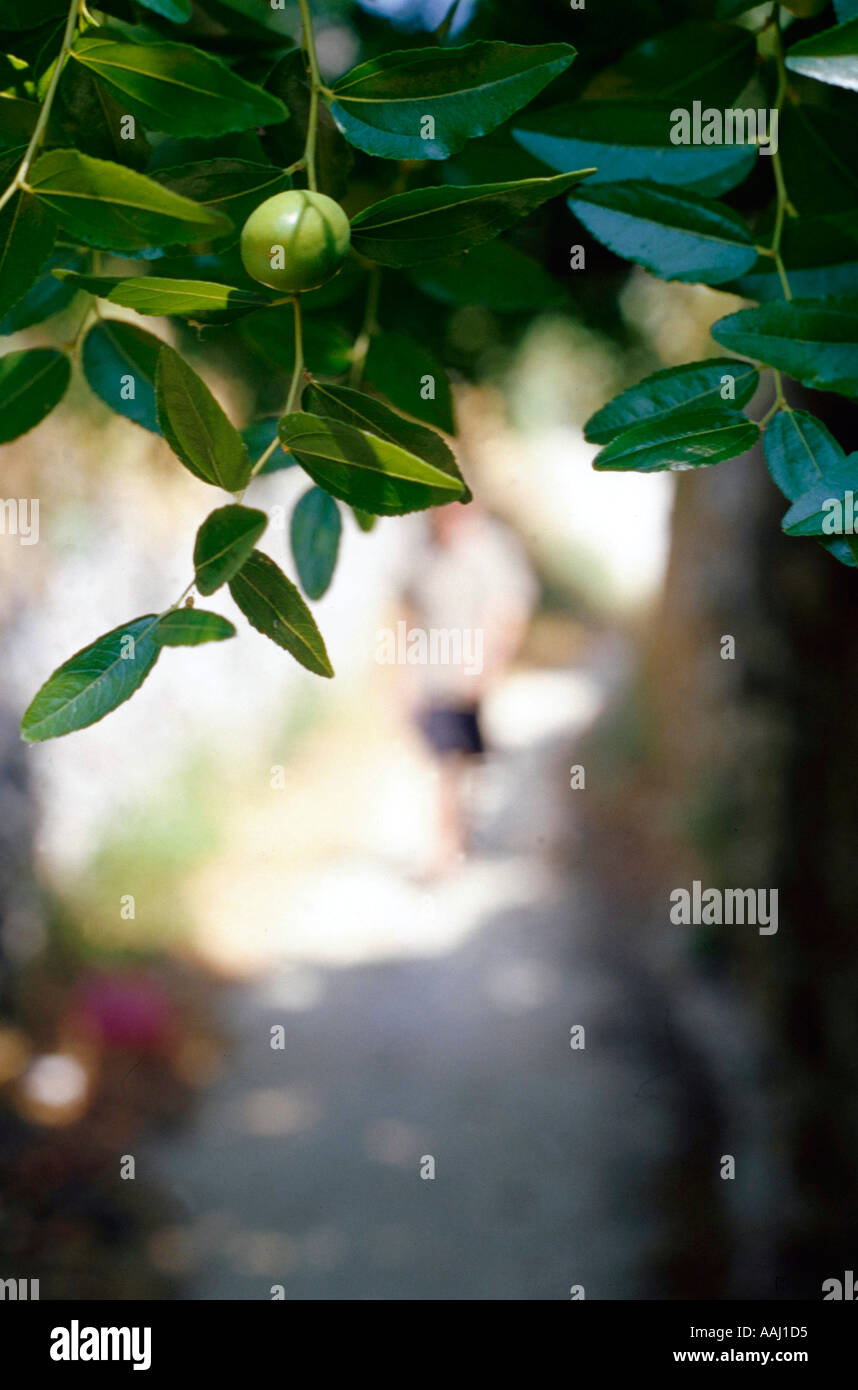 Olive tree Greece Naxos Stock Photo Alamy