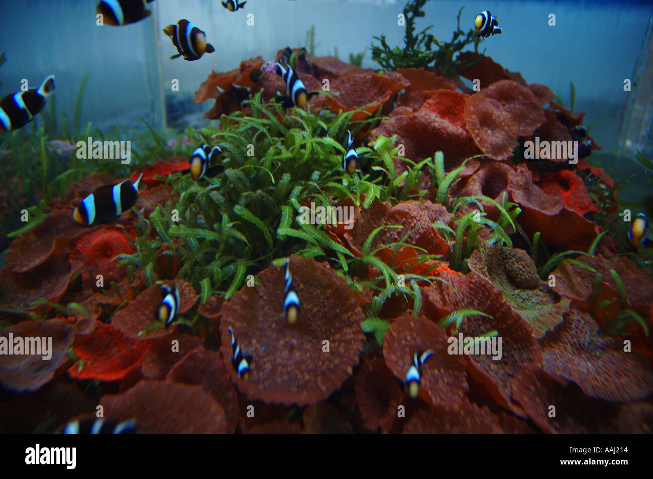 Clown fish coral marine garden hi-res stock photography and images - Alamy
