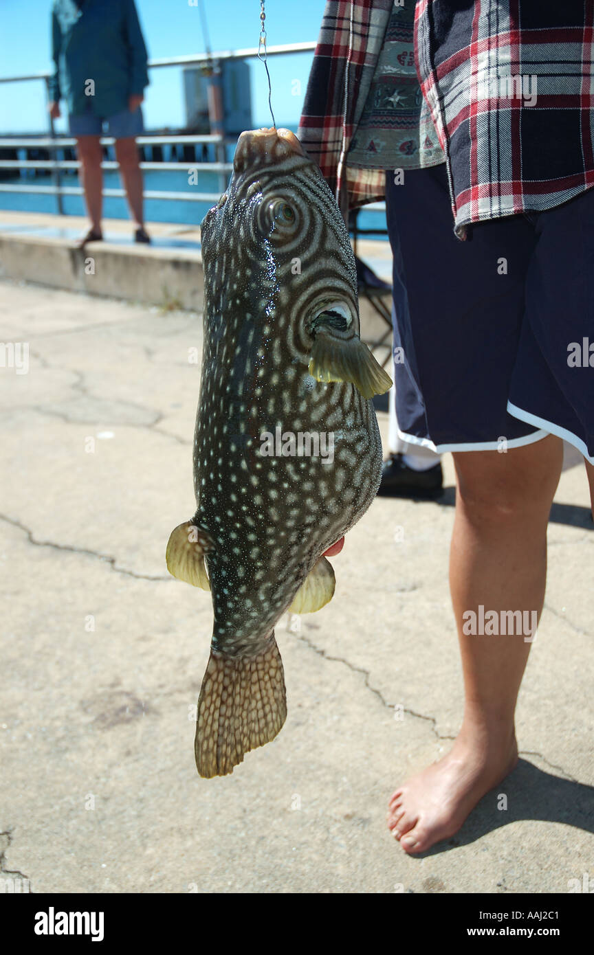 Huge toad puffer fish hooked in north Queensland jetty pest dsc 0568 Stock  Photo - Alamy