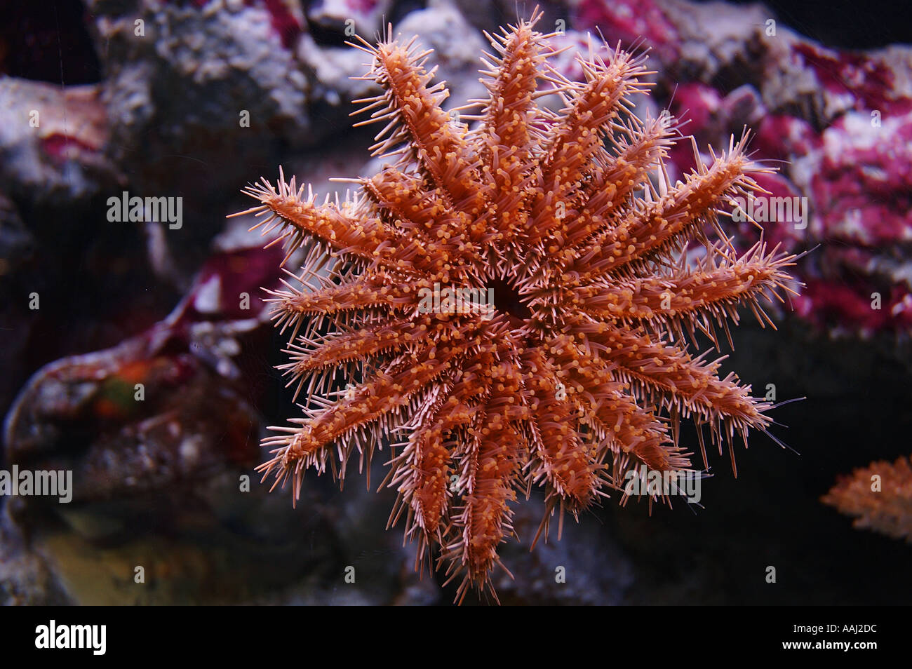 Underside of a Crown of thorns starfish  Acanthaster planci underside view dsc 0628 Stock Photo