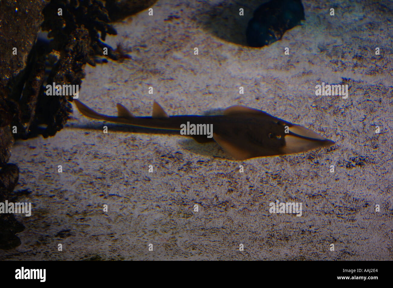 Shovel nose shark ray not dangerous resting Great barrier reef