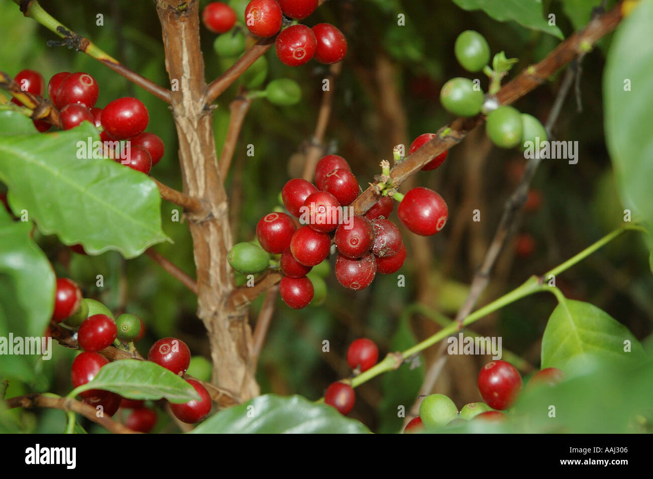coffee beans ripen on the bush Atherton North Queensland Australia dsc0115 Stock Photo Alamy