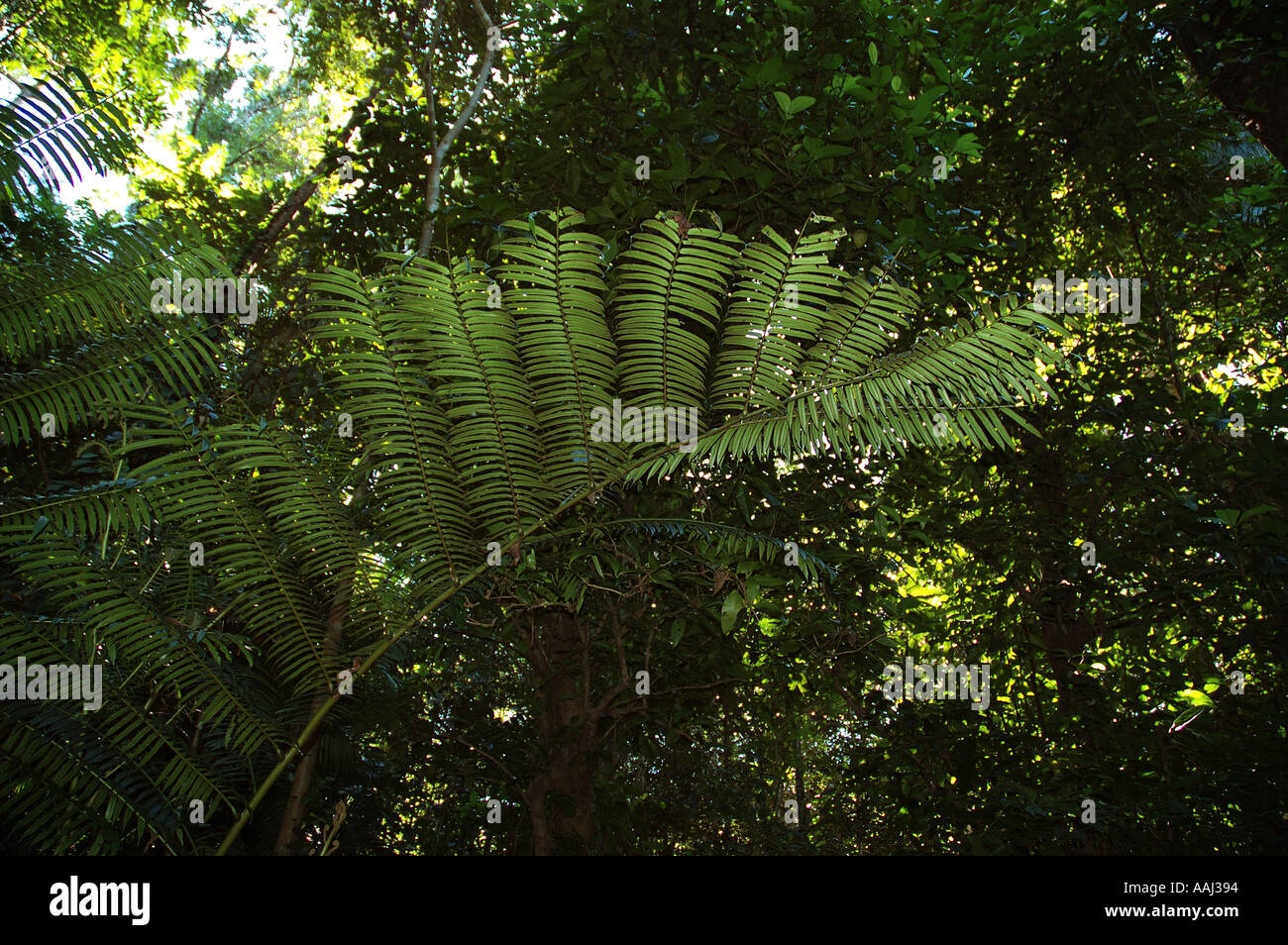 King Fern Angiopteris evecta actually a relic fern from the late Paleozoic era Stock Photo