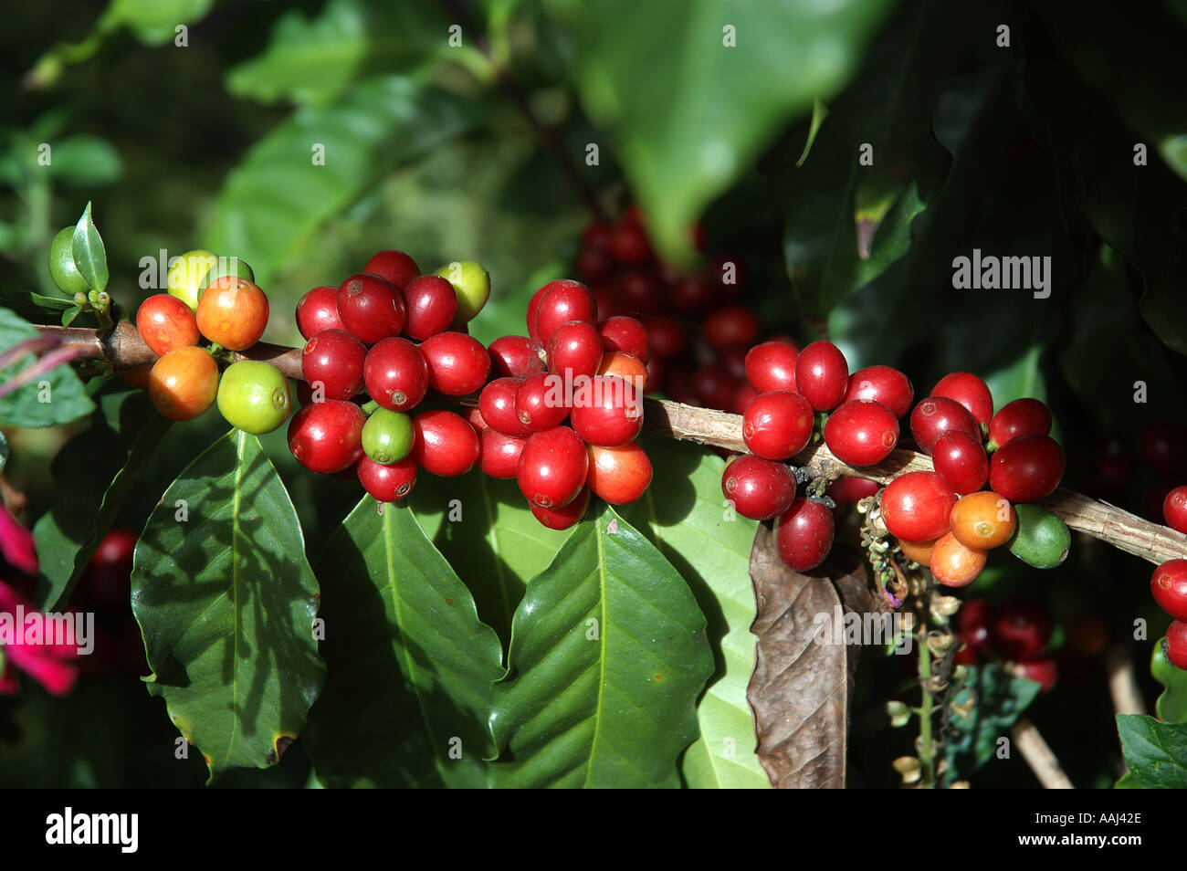 coffee beans ripen on the bush Atherton North Queensland Australia dsc0042 Stock Photo Alamy