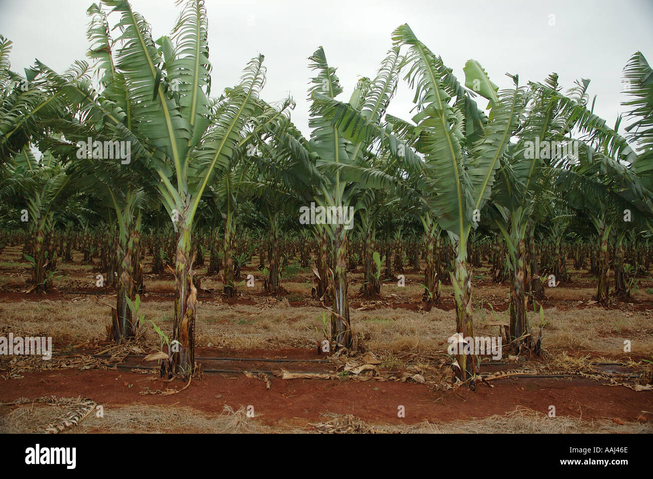 Fruit farms queensland hires stock photography and images Alamy