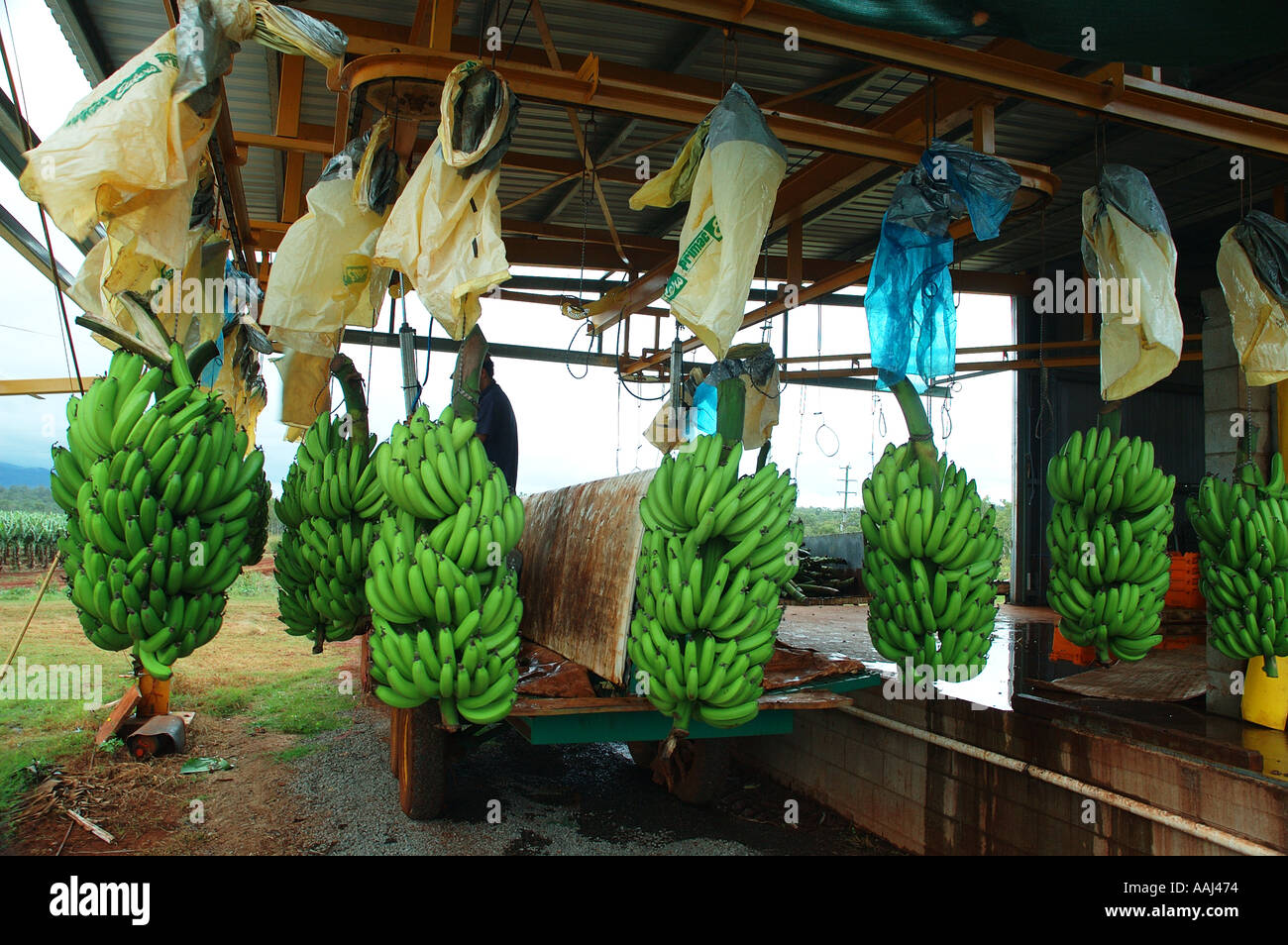 Banana process and packing shed far north queensland conveyor belt