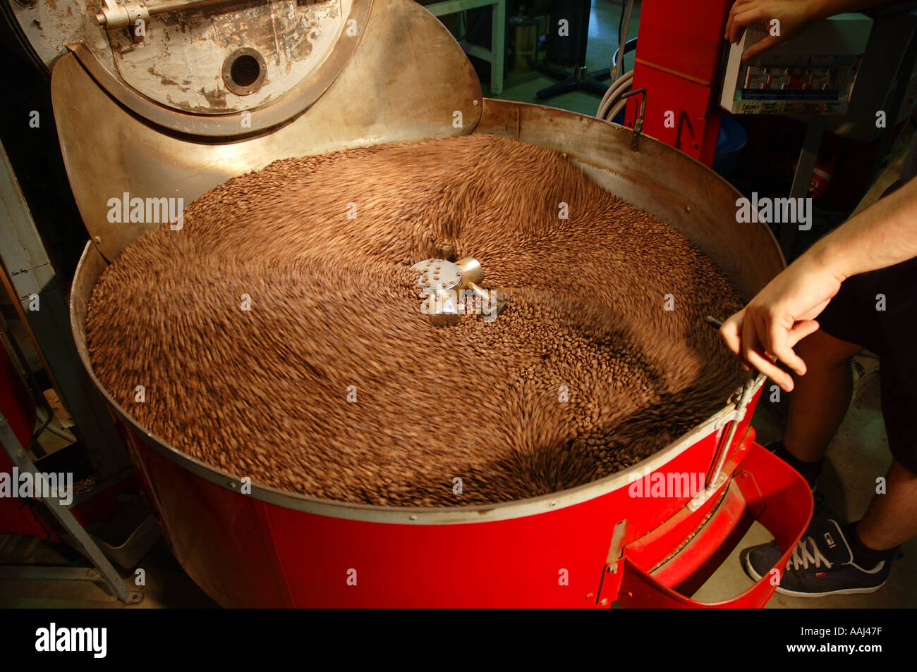 Roasting fine organic coffee beans Atherton North Queensland Australia