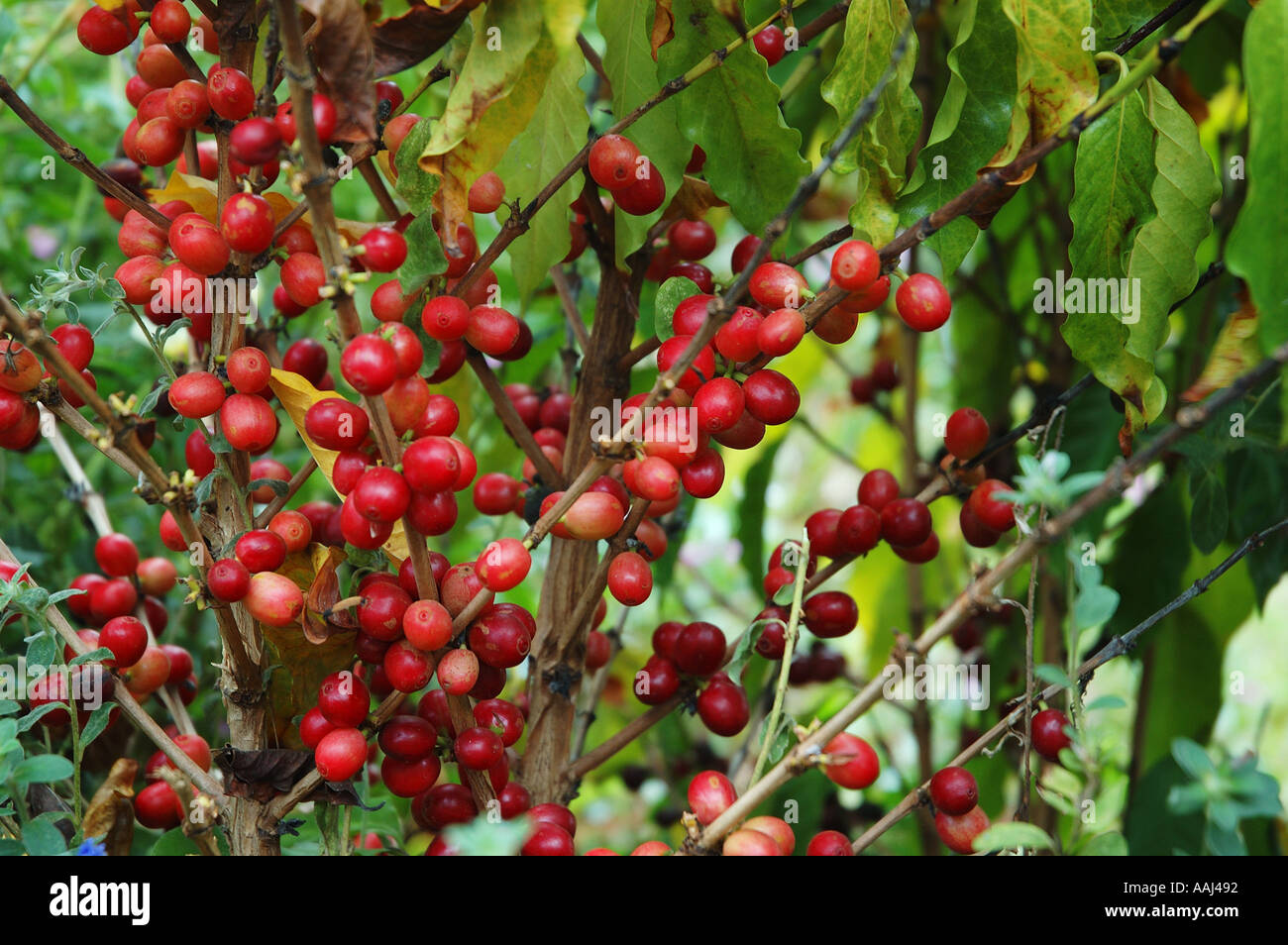 coffee beans ripen on the bush Atherton North Queensland Australia dsc0113a Stock Photo Alamy