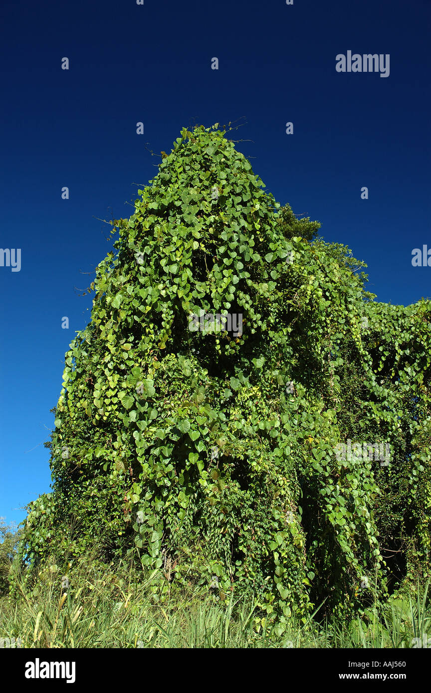 massive weed vine coveres native tree in tropical north queensland
