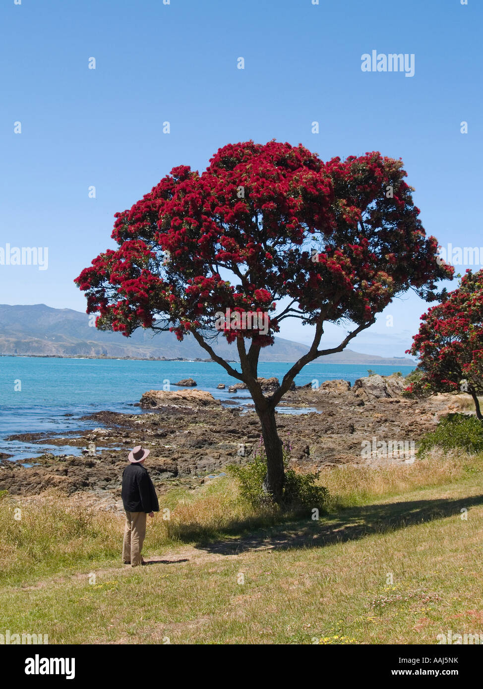 New Zealand red flowering Pohutukawa tree growing on a grassy verge by