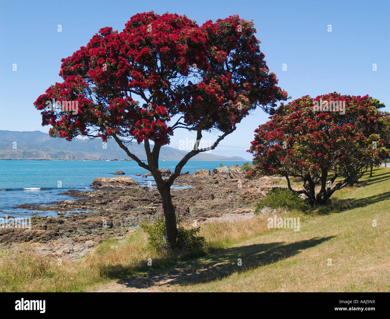 New Zealand red flowering Pohutukawa trees growing by a rocky sea coast Metrosideros excelsus