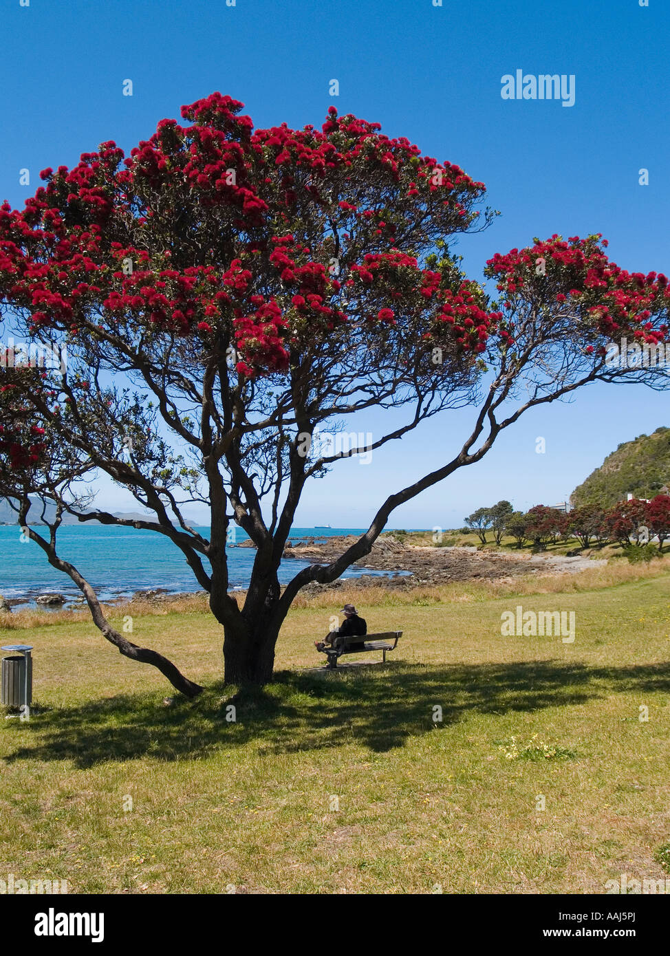 New Zealand red flowering Pohutukawa tree growing on a grassy verge by