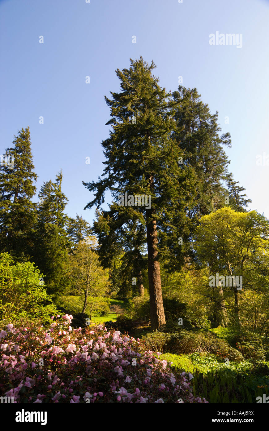 Douglas fir tree Pseuodtsuga menziesii at Dawyck Botanical Gardens Scottish Borders UK Stock Image