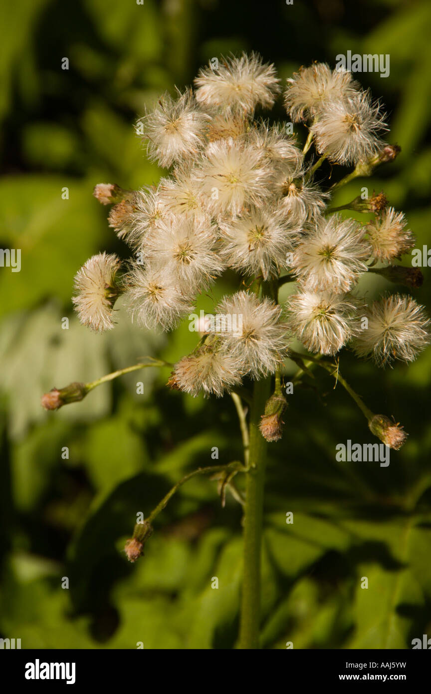 Unknown seed head Stock Photo