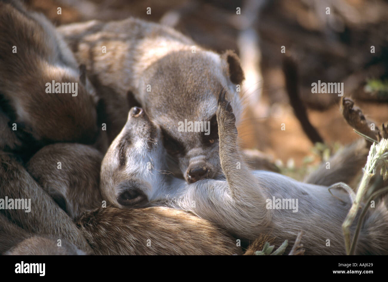 Female Meerkat (Suricata suricatta) grooming a pup, Northern Cape, South Africa Stock Photo