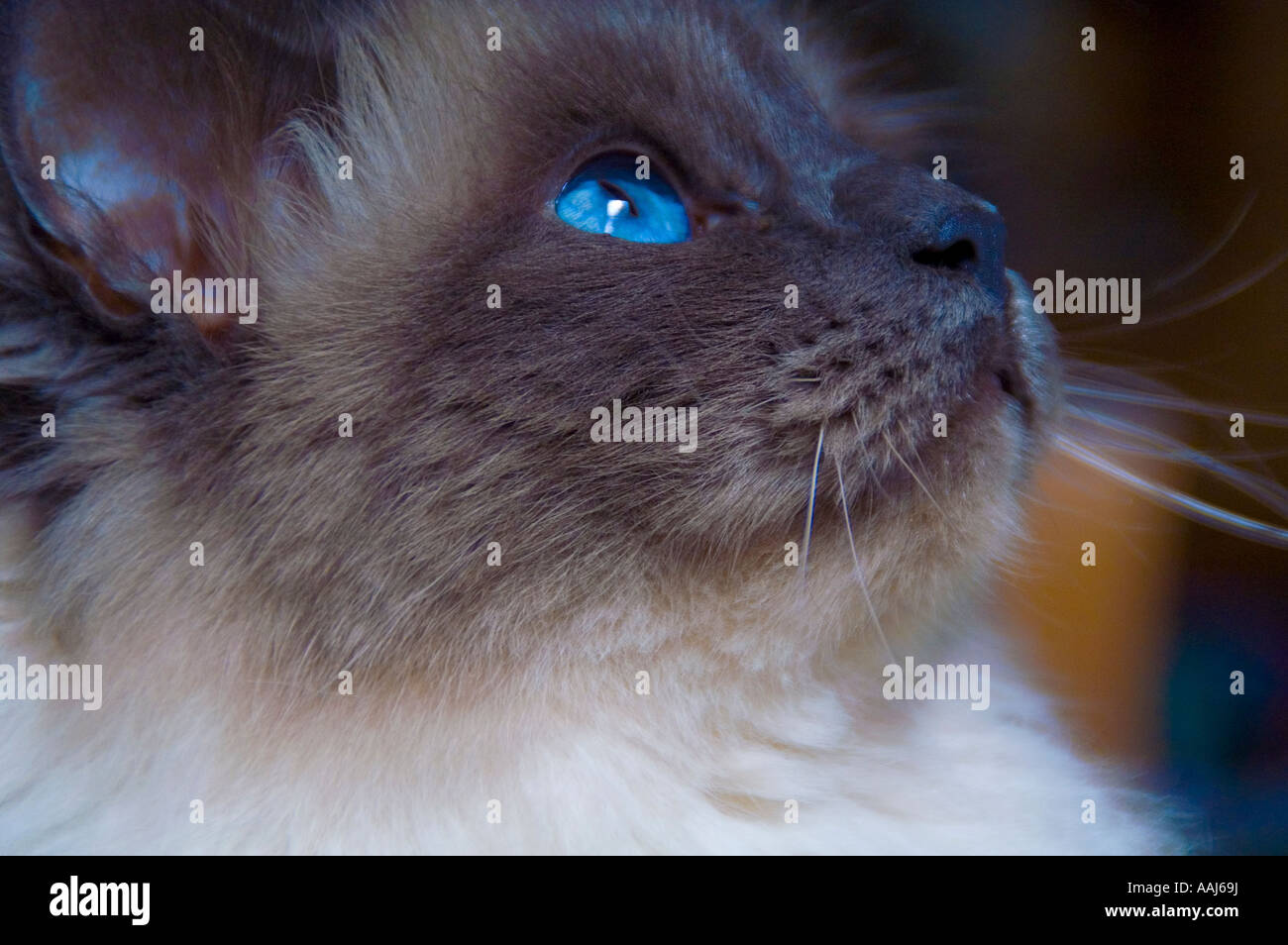 Birman Cat With Bright China Blue Eyes Stock Photo Alamy