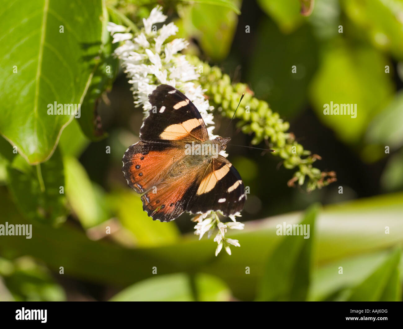Rare NZ Yellow Admiral butterly Painted Lady butterfly Kahukowhai Maori name Vanessa itea Stock Photo
