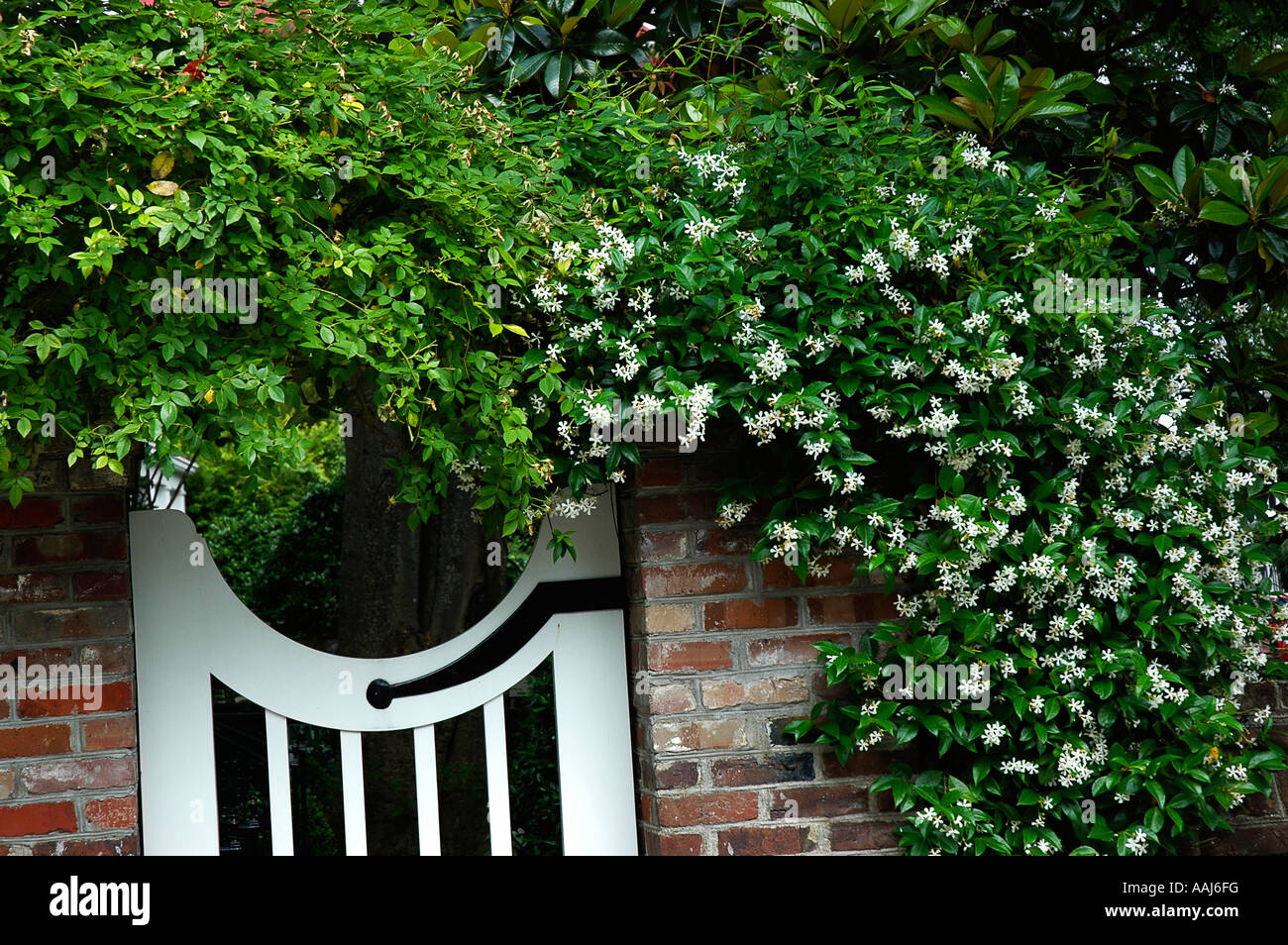 jasmine growing on fence gate Charleston, South Carolina Stock Photo
