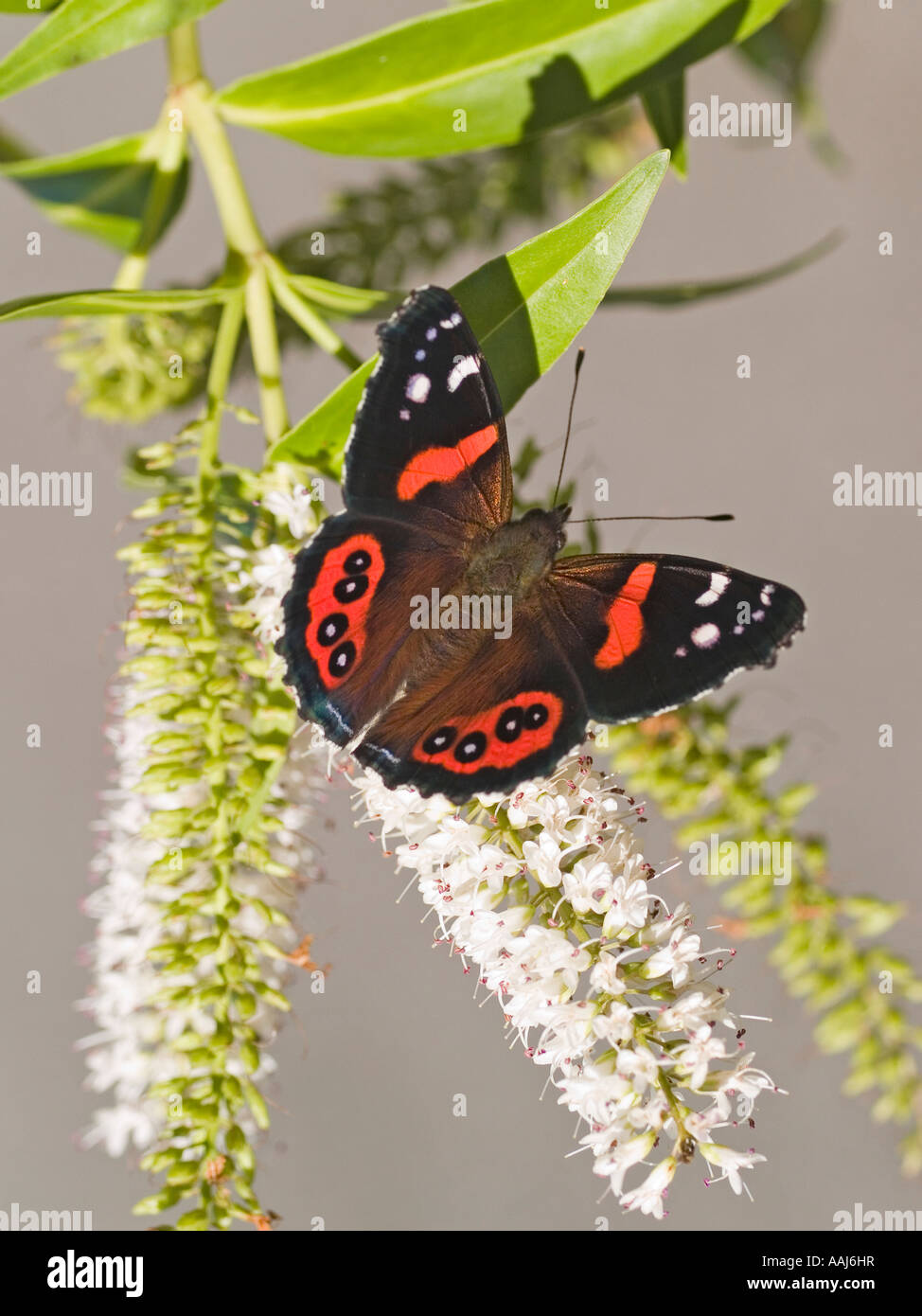 Painted Lady butterfly NZ Red Admiral Butterfly Vanessa Bassaris