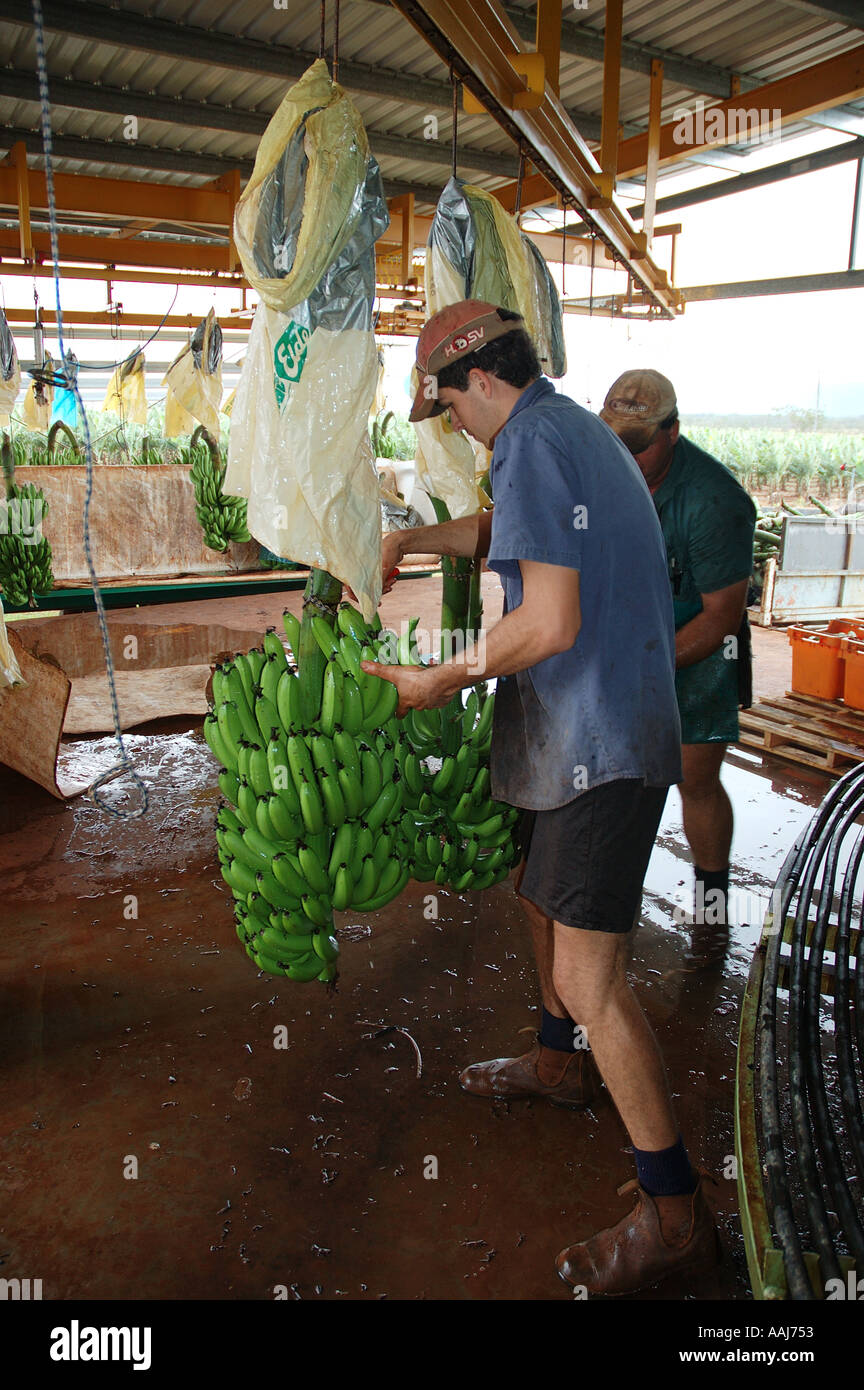 Banana process and packing shed far north queensland conveyor belt