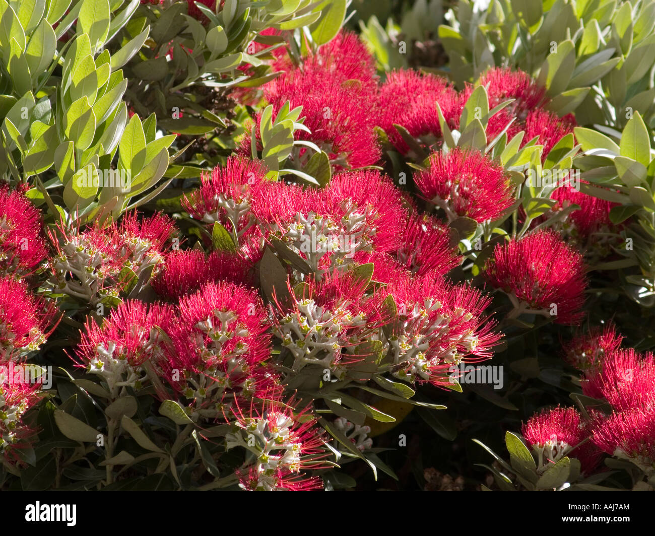 Flowering New Zealand Christmas tree Pohutukawa Metrosideros excelsus Stock Photo