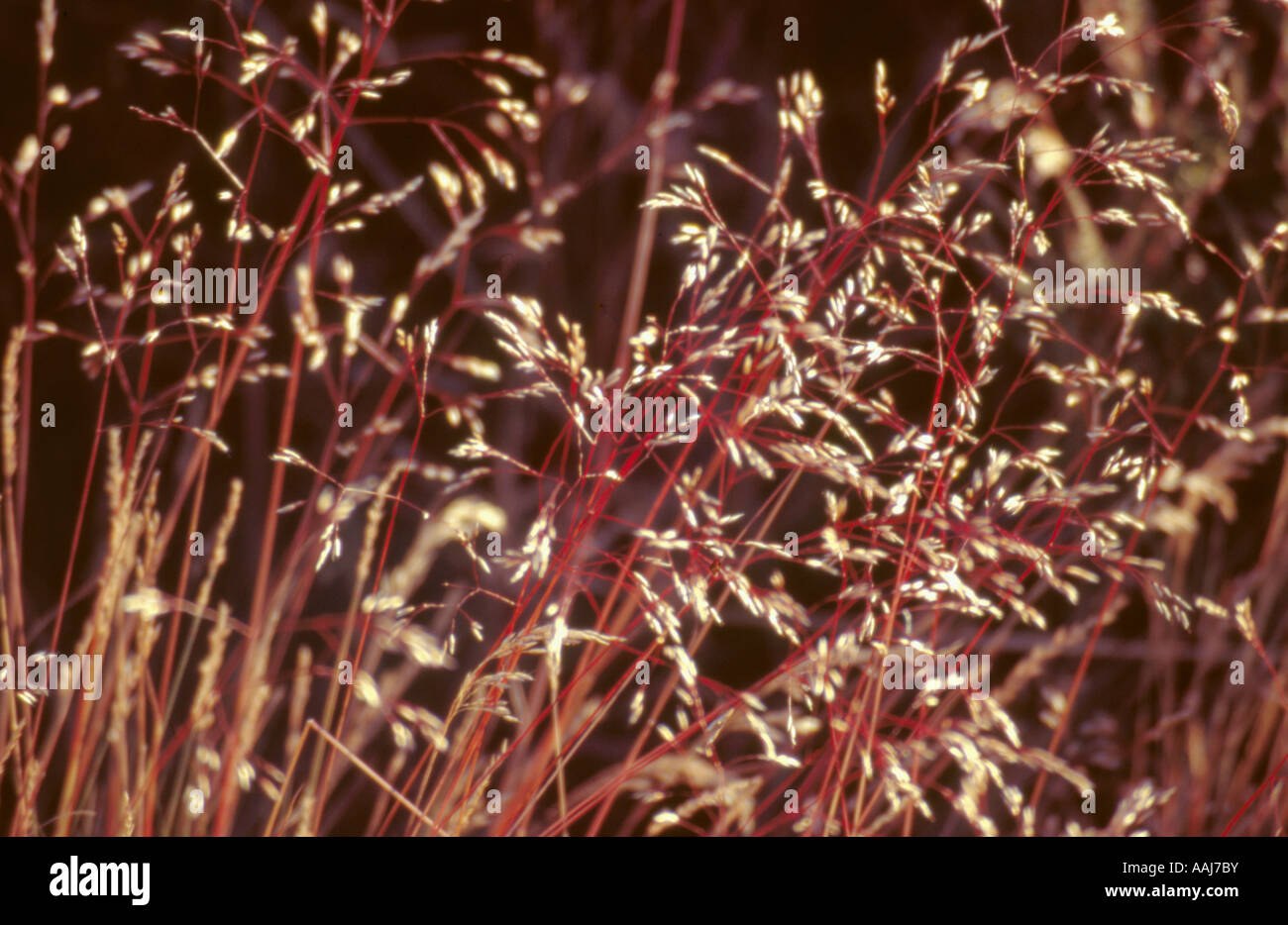 Wavy Hair grass (Deschampsia flexvosa), Waldridge Fell SSSI, County Durham, England, UK. Stock Photo