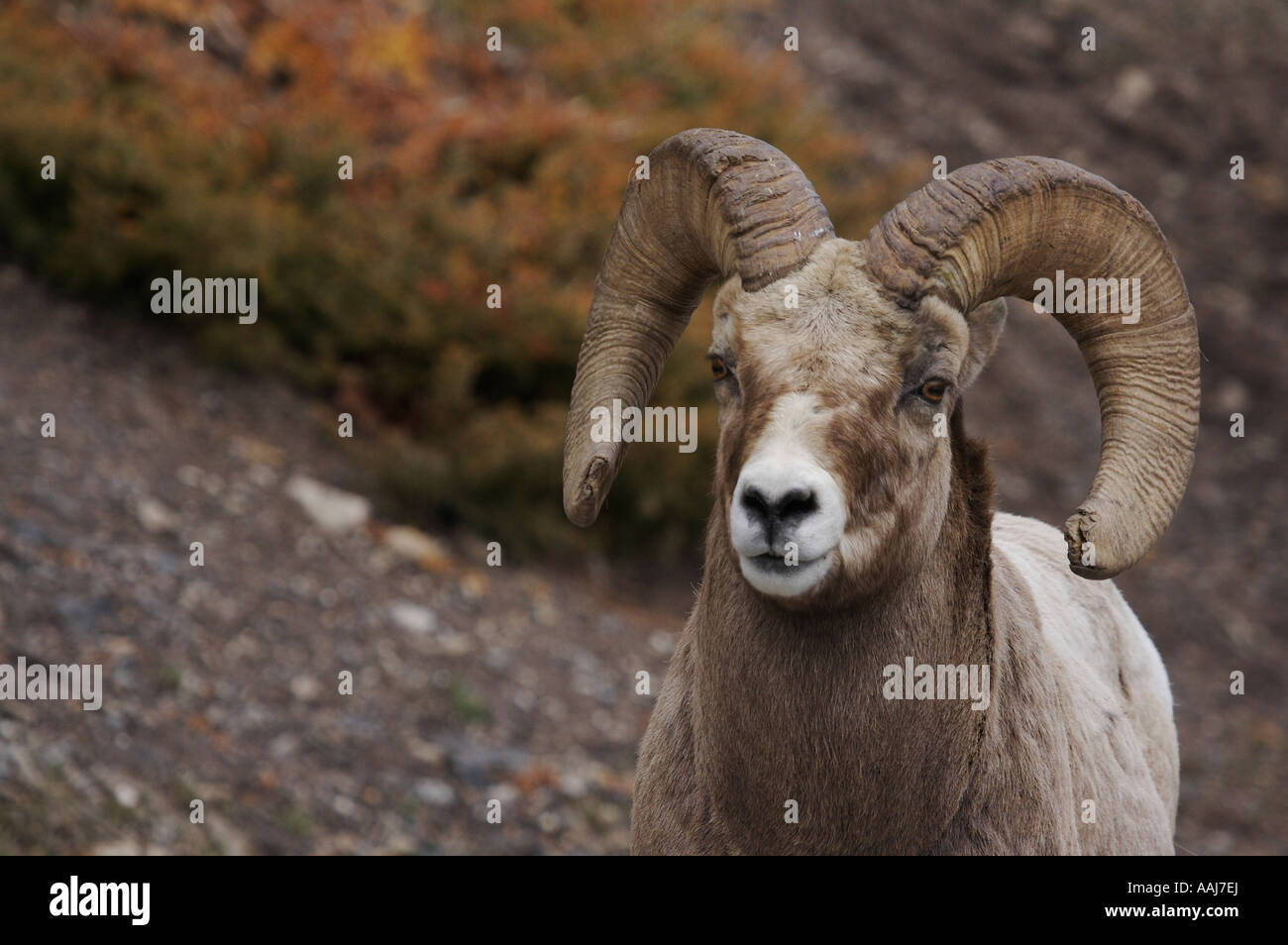 Wildlife Portrait: Mountain Sheep/BigHorn Stock Photo - Alamy