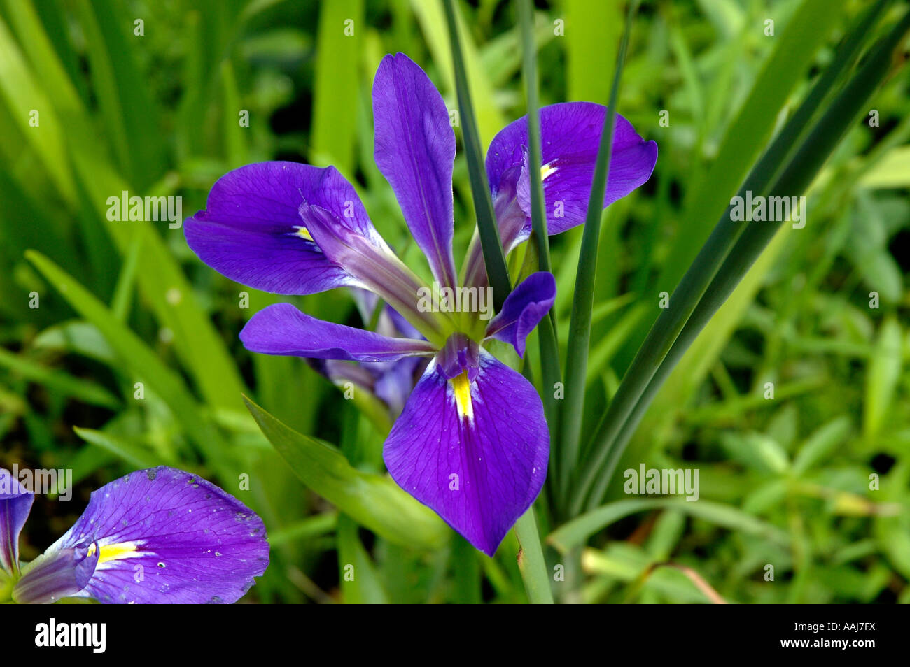 lily flowers in South Carolina swamp Stock Photo Alamy